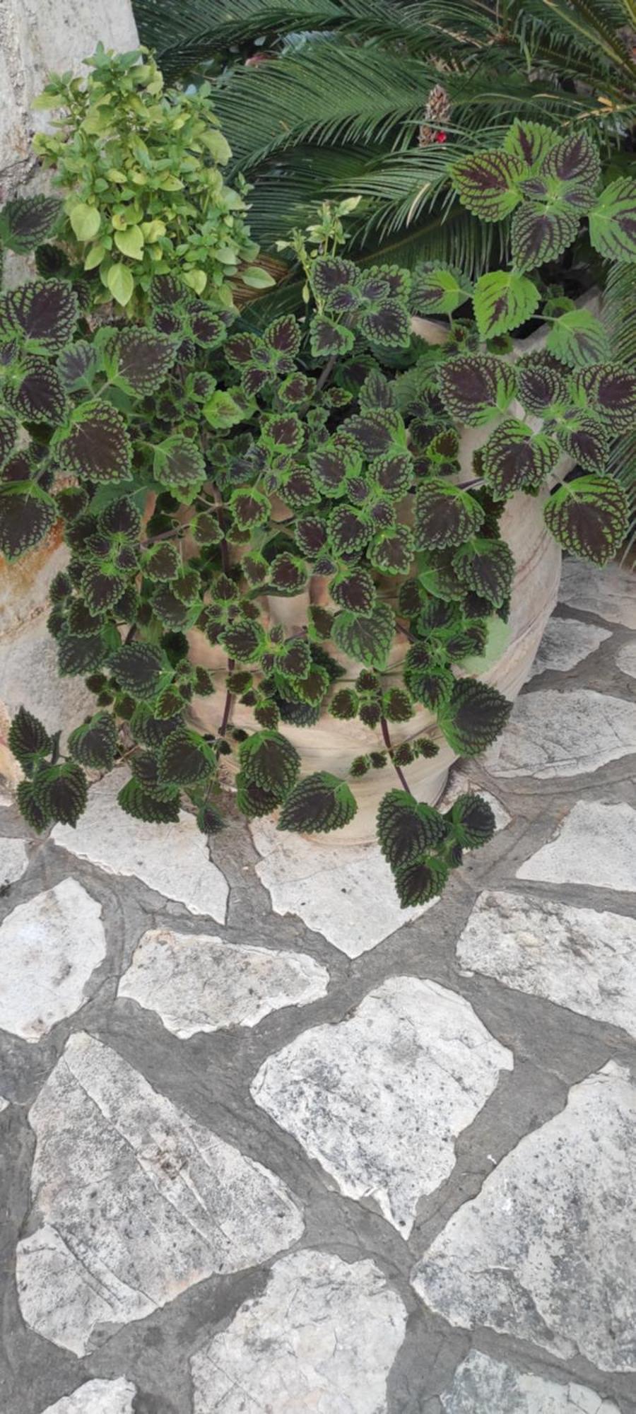 Niki Thalia Corfu Viros Apartment 1 Kastanéa Dış mekan fotoğraf